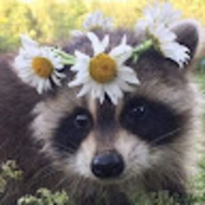 Meet your Posher, Shay